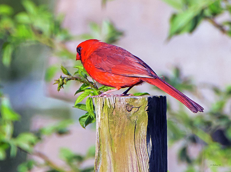 Male Cardinal On Fence Post Photograph by Brian Wallace