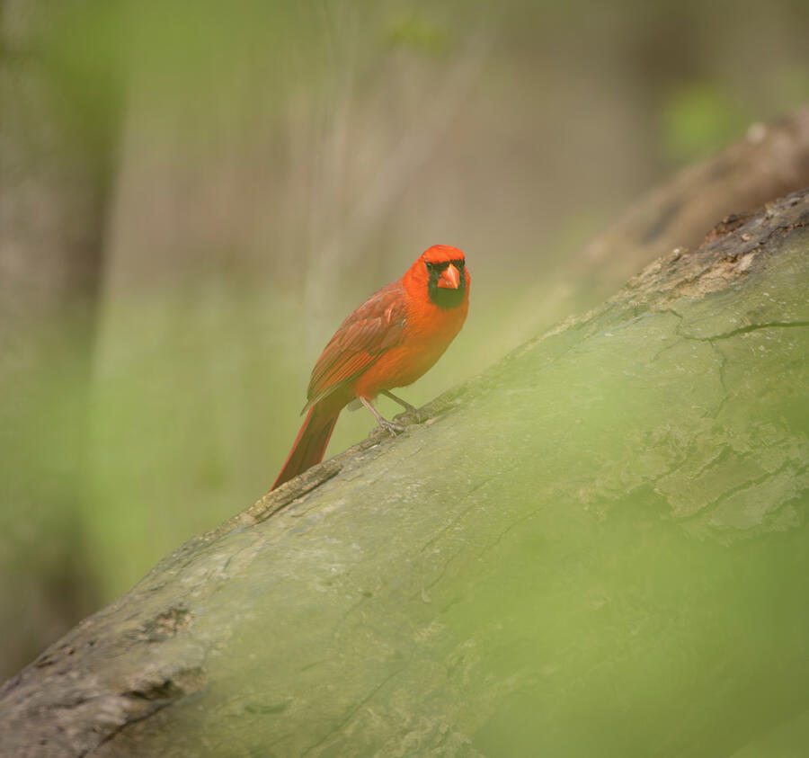 Male Cardinal On Tree Trunk Photograph by Dan Sproul Male Cardinal On Tree Trunk Photograph by Dan Sproul