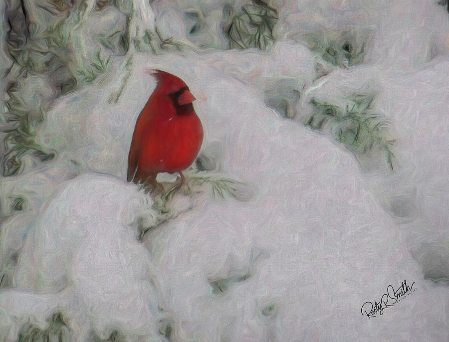 Male Cardinal perching on snow covered juniper branch. by Rusty R Smith Male Cardinal perching on snow covered juniper branch. by Rusty R Smith