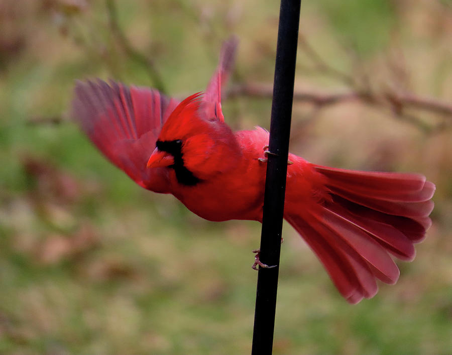 Male Cardinal Preparing for Take-off Photograph by Linda Stern