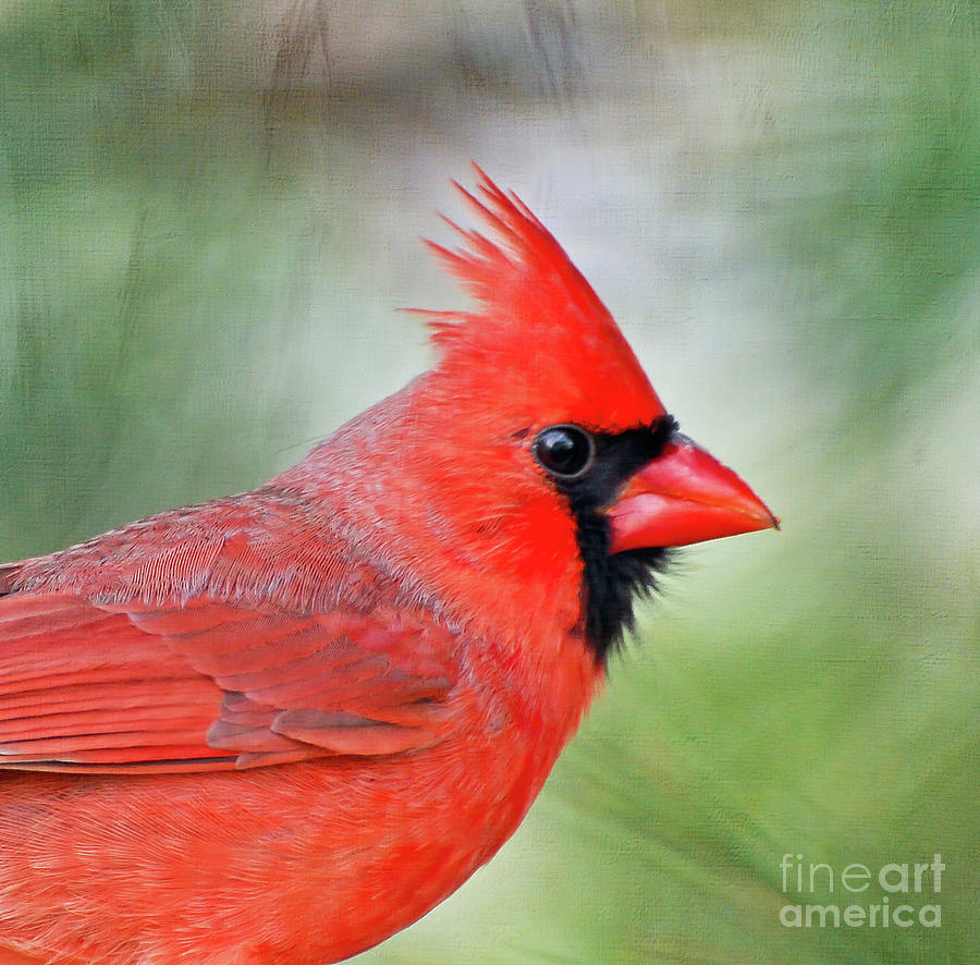 Male Cardinal Profile Photograph by Kerri Farley