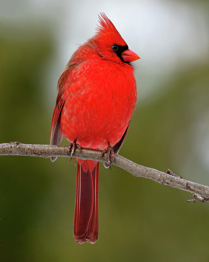 Male Cardinal Photograph by Robert Clairmont - Fine Art America