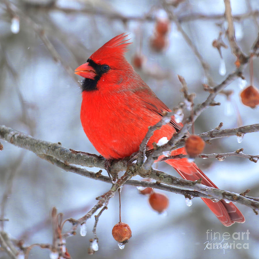 Nature Photograph - Male Cardinal  by Rosanna Life