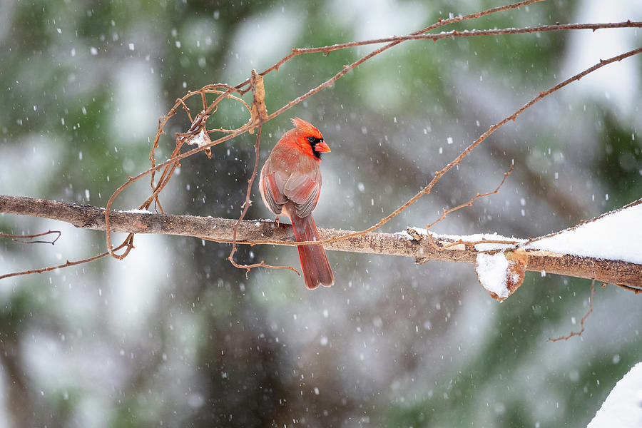Male Cardinal Snowstorm by Mike Koenig Male Cardinal Snowstorm by Mike Koenig