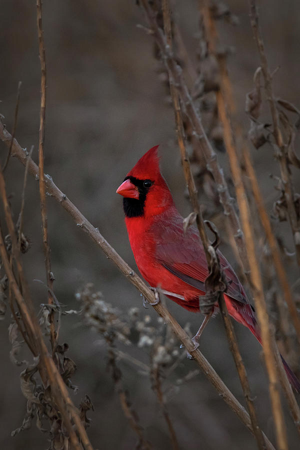 Male Cardinal Song Bird Photograph by Sandra Js