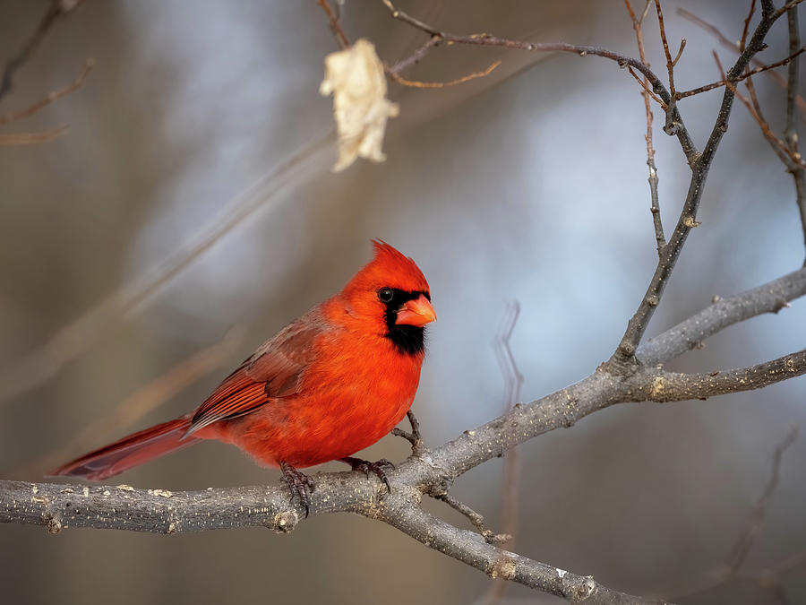 Male Cardinal Standing Guard Photograph by Paulette Marzahl