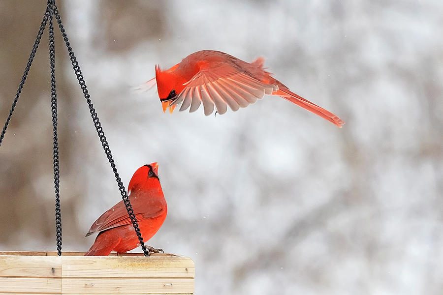 Male Cardinal Standoff Photograph by Deborah Penland
