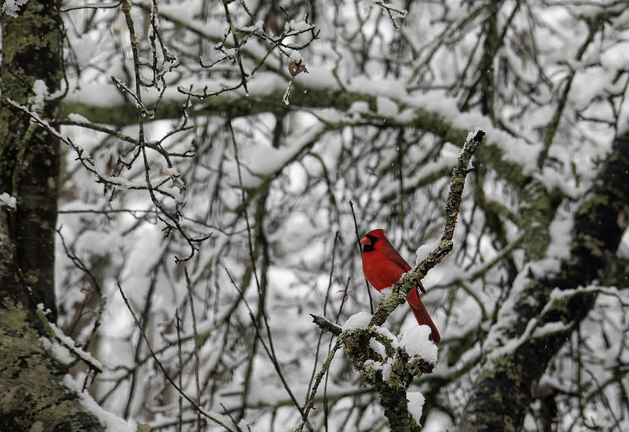 Male Cardinal Stands Out Amid Snow Photograph by Charles Floyd