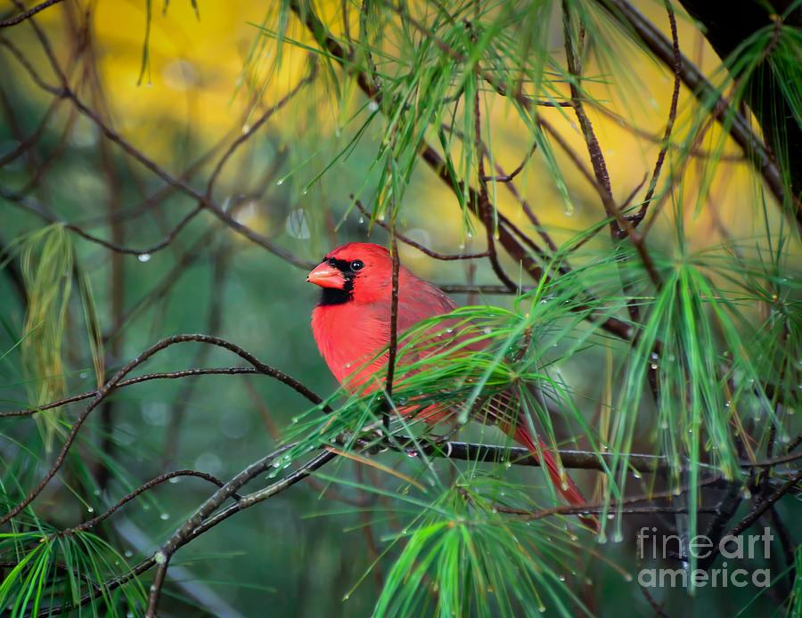 Male Cardinal Takes Shelter From The Rain Photograph by Kerri Farley