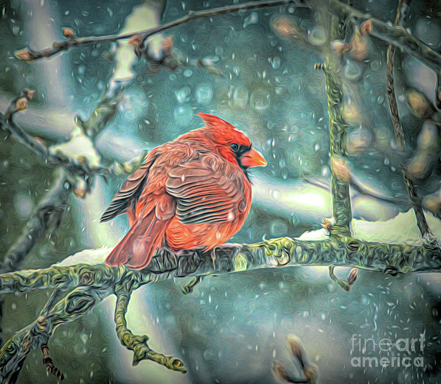 Male Cardinal - Winter Delight Photograph by Kerri Farley