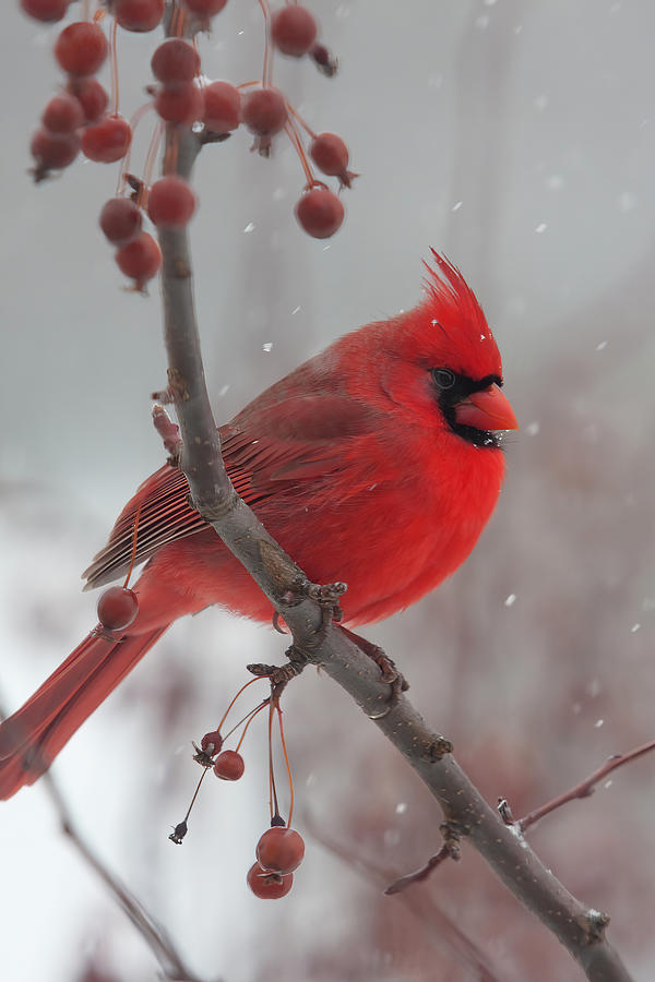 Male Cardinal winter II Digital Art by Jerry Dalrymple Male Cardinal winter II Digital Art by Jerry Dalrymple