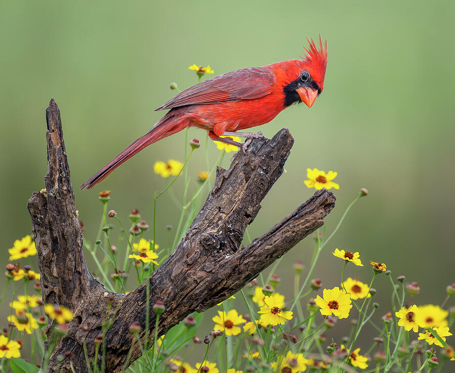 Male Cardinal With An Attitude South Texas Photograph by Joan Carroll