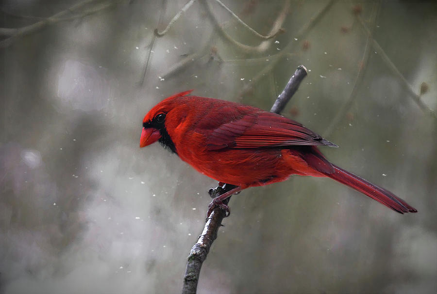 Male Cardinal in Winter Photograph by Mary Lynn Giacomini - Pixels