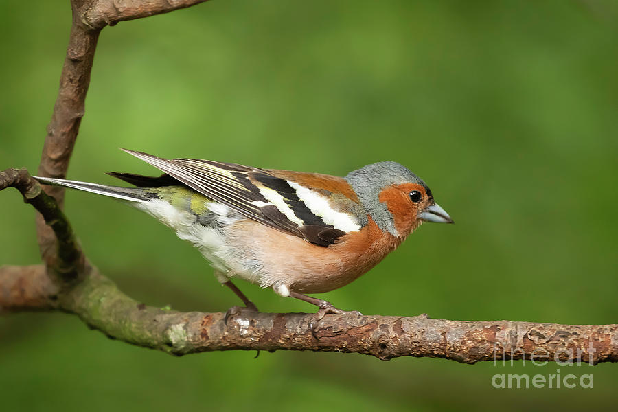 Male Chaffinch bird close up on a branch Photograph by Simon Bratt