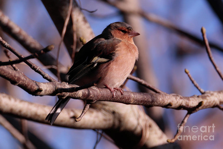 Male Chaffinch in Winter Photograph by Terri Waters