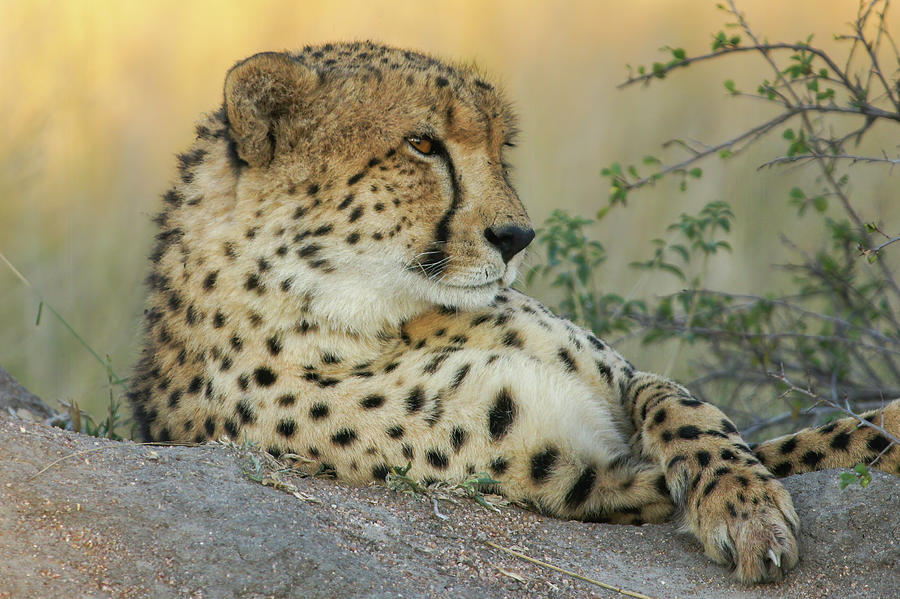 Male Cheetah Photograph By Maryjane Sesto 