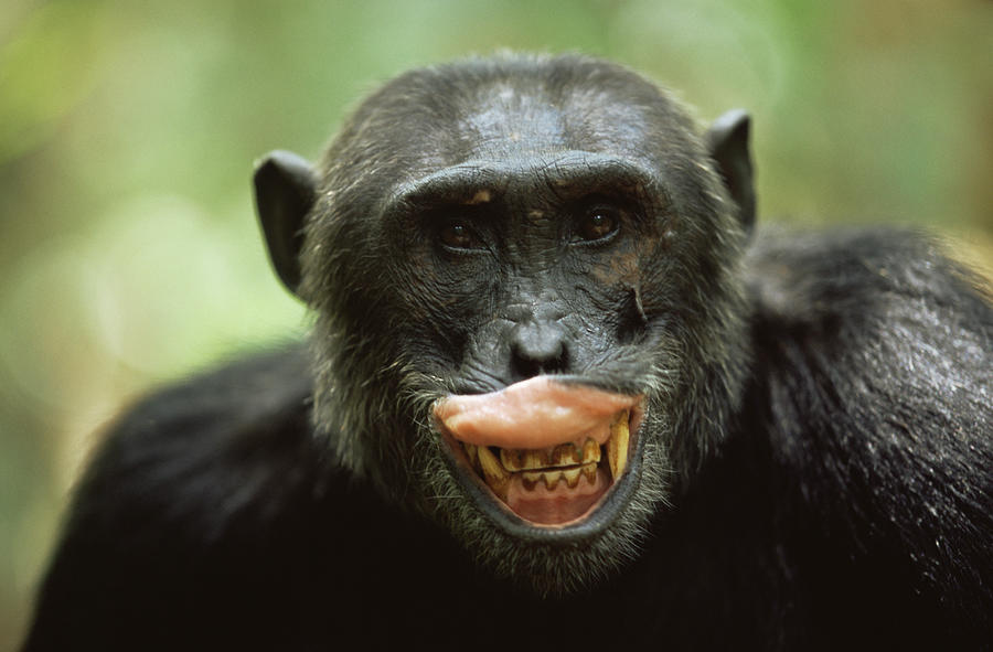 Male Chimpanzee exposing teeth Photograph by Anup Shah