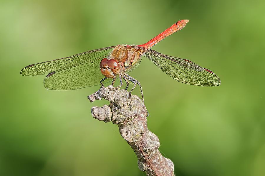 Male Common Darter Dragonfly Photograph by James Lamb Photo