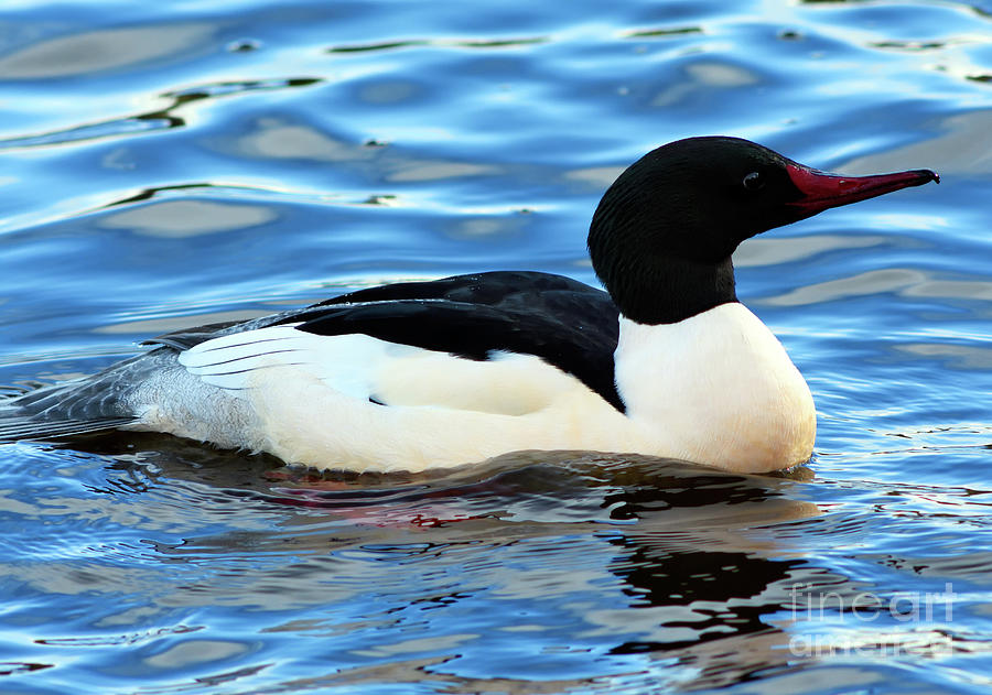 Male Common Merganser Chillin Out Photograph by Terry Elniski