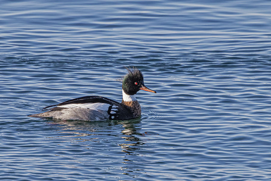 Male Common Merganser Photograph by Susan Candelario