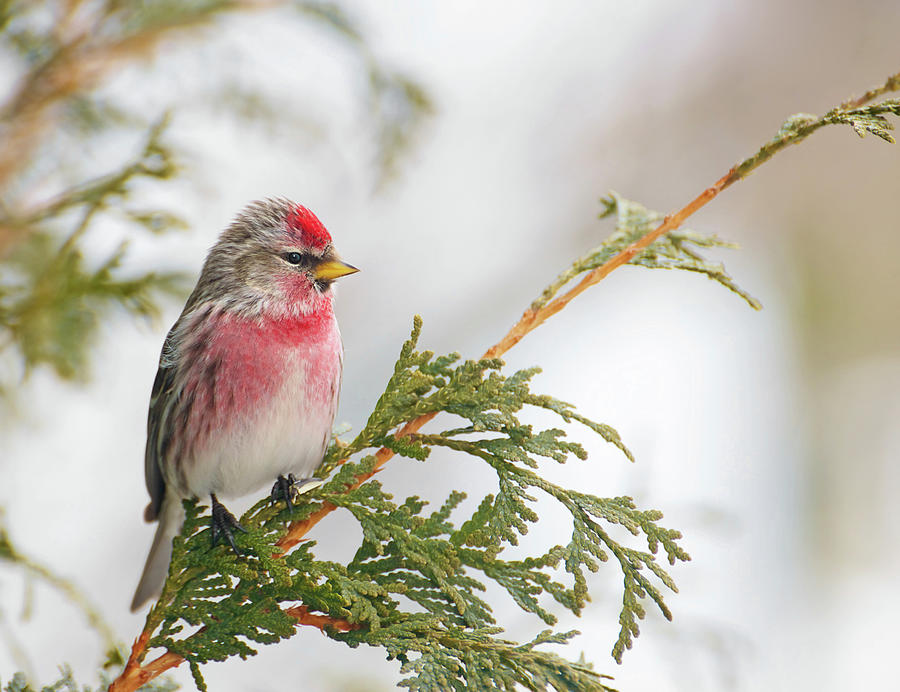 Male common redpoll Photograph by Kelly Nelson - Pixels