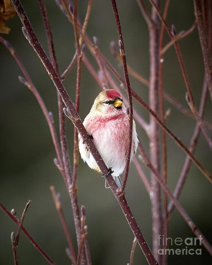 Male Common Redpoll on Watch Photograph by Matt Rohlader - Pixels