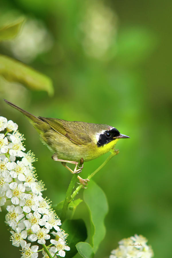 Male Common Yellowthroat Warbler Photograph by Christina Rollo