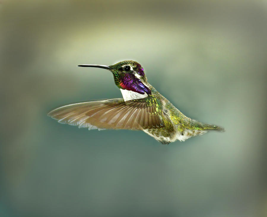 Male Costas Hummingbird Hovering Photograph by Cindy McIntyre