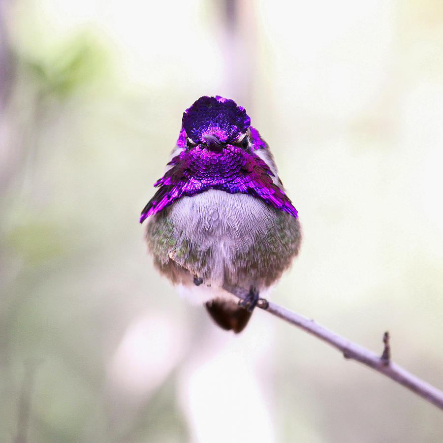 Costas Hummingbird Sitting On A Branch. Angry Bird Photograph