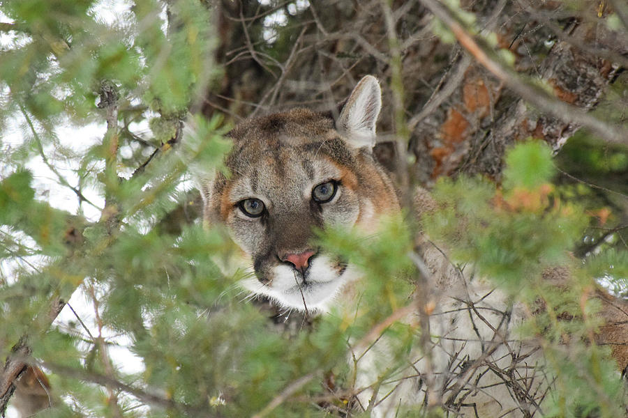 Male Cougar Yellowstone National Park Photograph By The Yellowstone Collection Pixels 