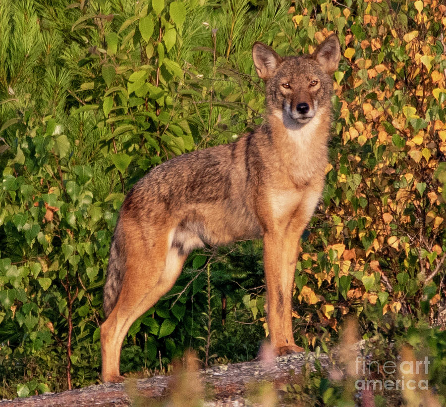 Male Coyote Maine Woods Photograph by Daniel VanWart