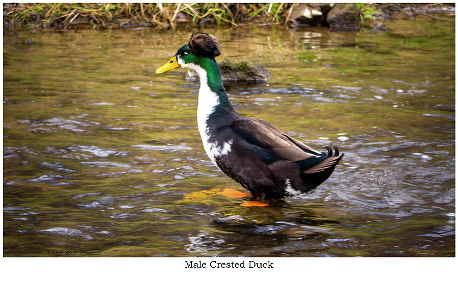 Male Crested Duck Photograph by David Speace