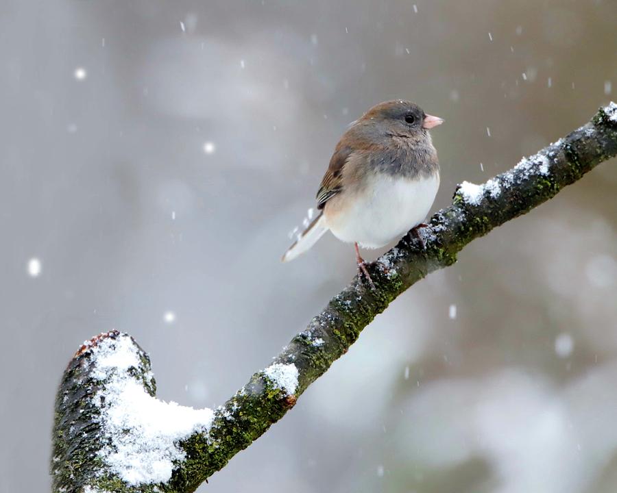 Male Dark-eyed Junco In Winter Photograph by Herbert L Fields Jr