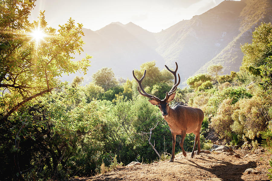 Male Deer in the Mountains Photograph by Naomi Maya