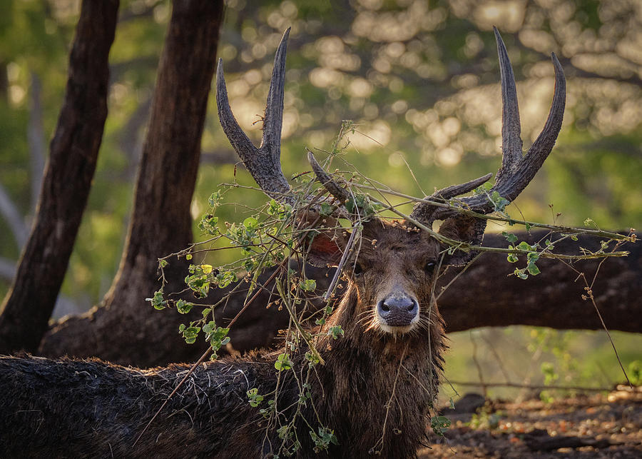Male deer with his crown of leaves Photograph by Anges Van der Logt