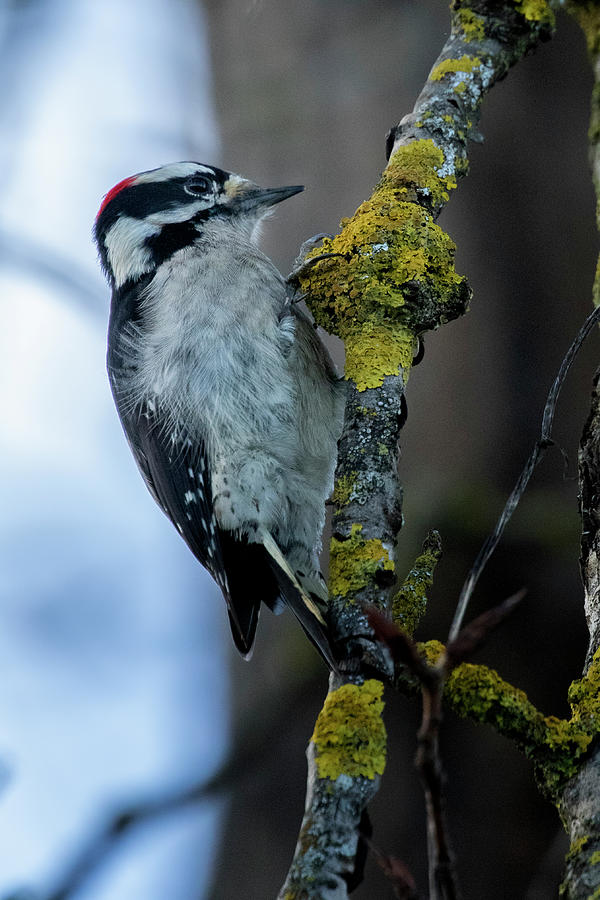 Male Downey Woodpecker, No. 1 Photograph