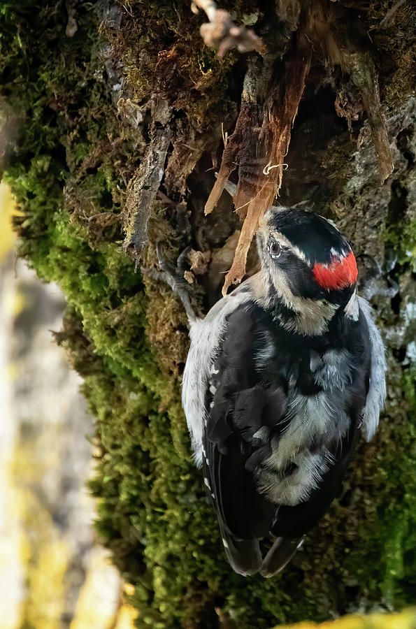 Male Downey Woodpecker, No. 2 Photograph by Belinda Greb