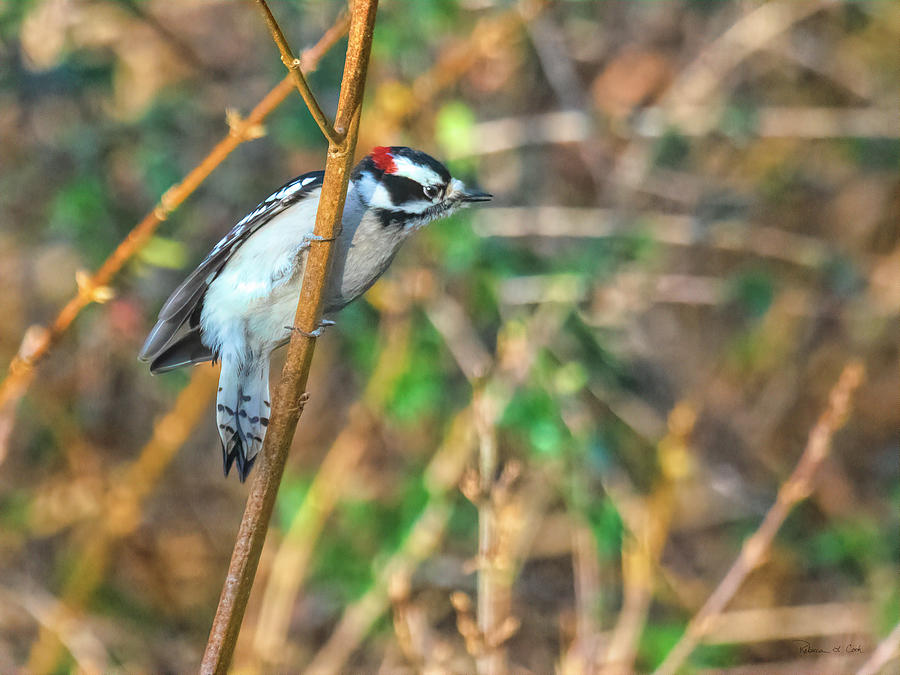 Male Downy Woodpecker Photograph by Bellesouth Studio