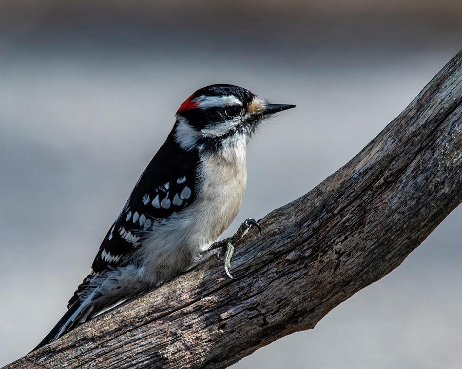 Male Downy Woodpecker Photograph by Cathy Kovarik