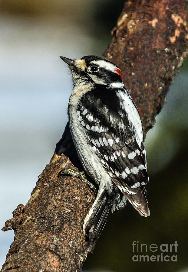 Male Downy Woodpecker Has Far-away Look Photograph