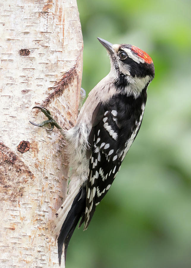 Male Downy Woodpecker Photograph by Jim Hughes
