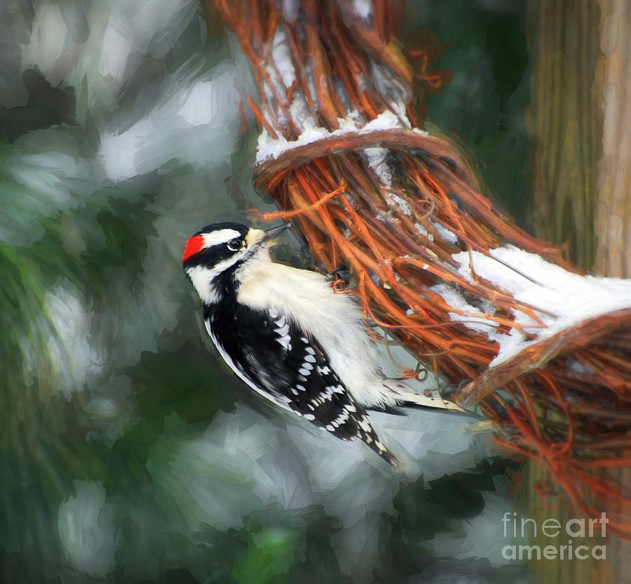 Male Downy Woodpecker on the Feeder Wreath Photograph by Kerri Farley