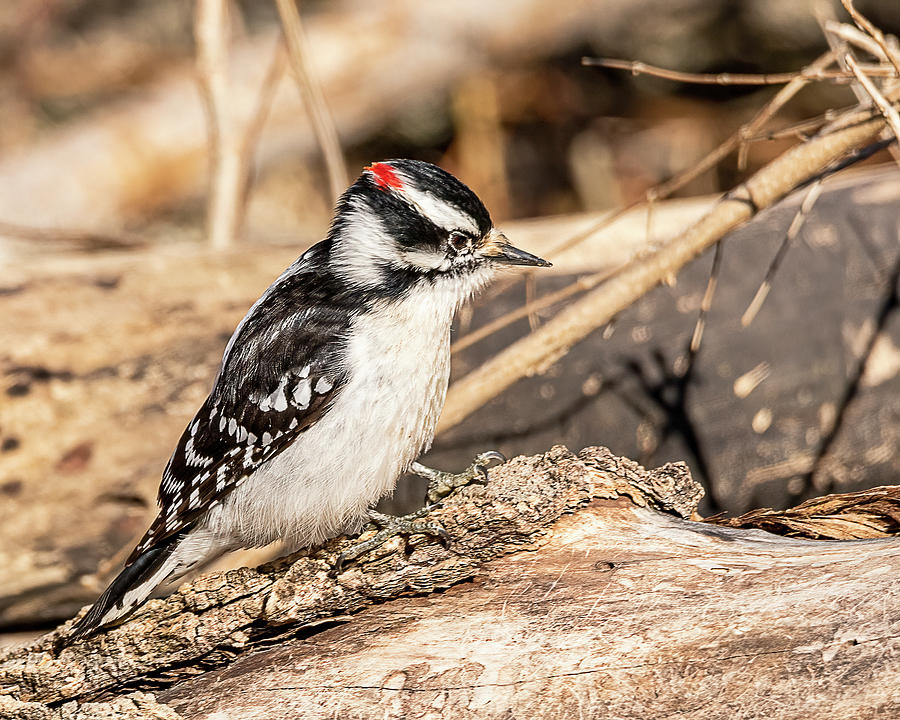 downy woodpecker male