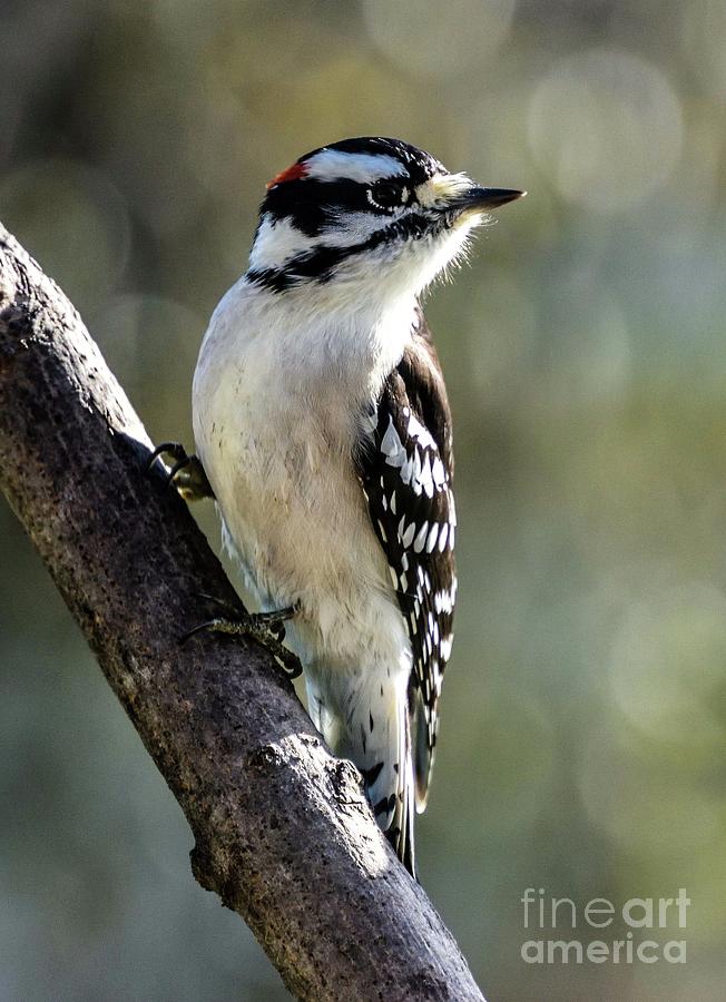 Male Downy Woodpeckers Beautiful Face Photograph