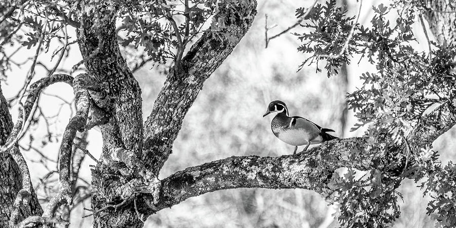 Male drake wood duck perched in tree Photograph by Mike Fusaro