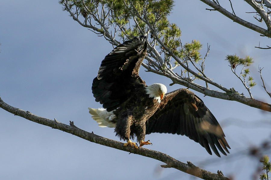 Male Eagle Turning Around on Branch Photograph by Debbie Storie - Fine ...