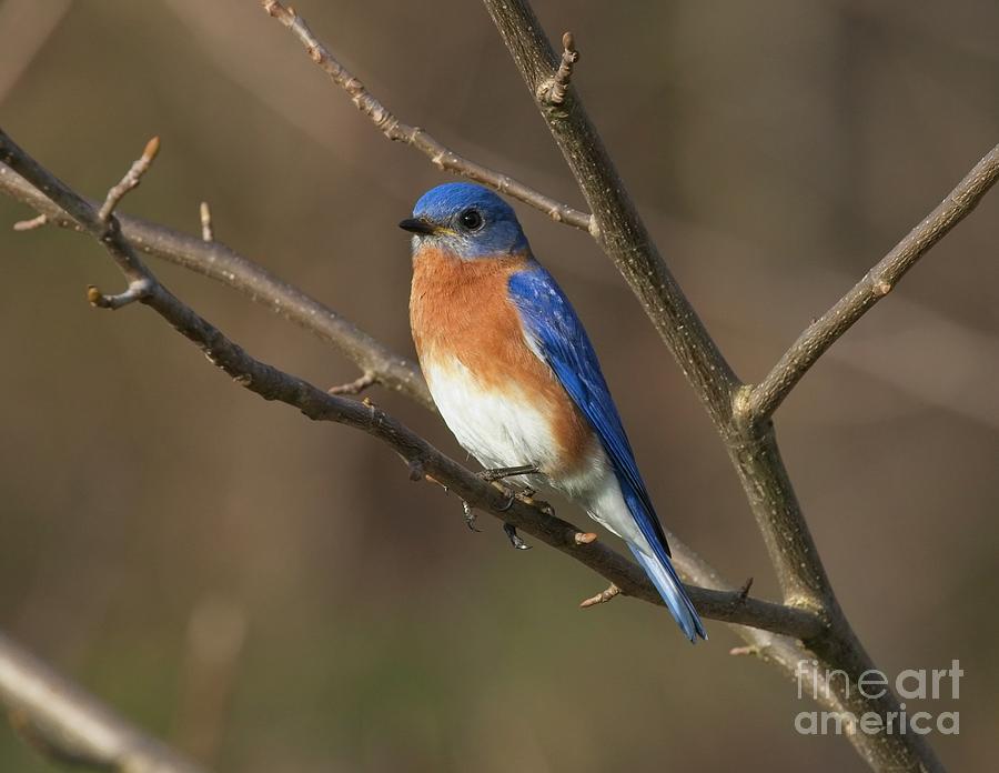 Male Eastern Bluebird 2 Photograph By Douglas Stucky - Fine Art America