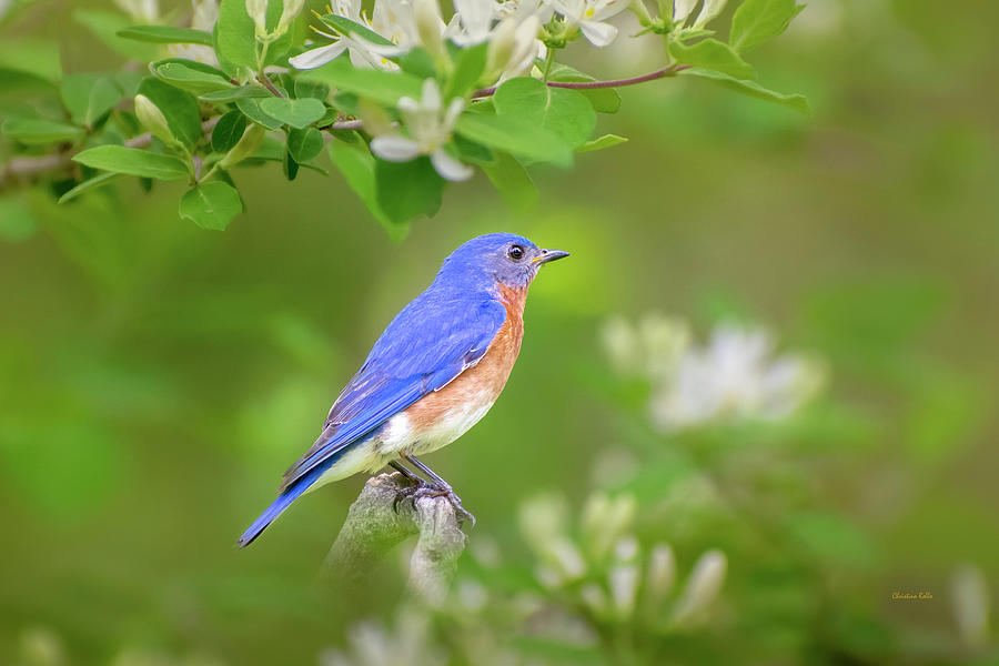 Male Eastern Bluebird Photograph by Christina Rollo