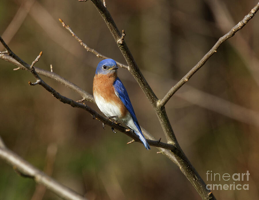 Male Eastern Bluebird Photograph by Douglas Stucky