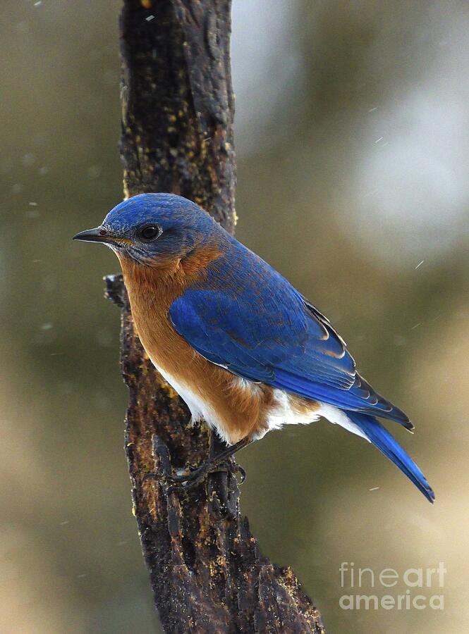 Male Eastern Bluebird In Blowing Snow Photograph